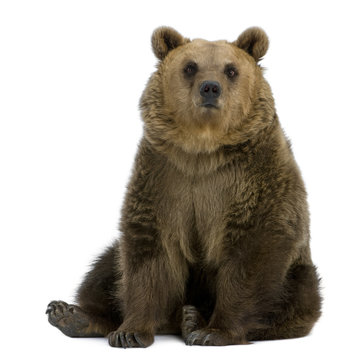 Brown Bear, 8 years old, sitting in front of white background