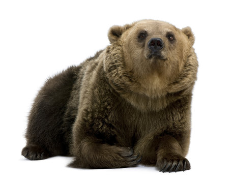 Brown Bear, 8 years old, lying in front of white background