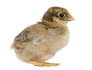 Chick, 1 week old, standing in front of white background