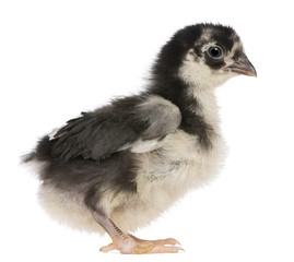 Chick, 3 weeks old, standing in front of white background