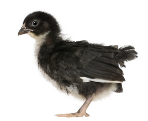 Chick, 3 weeks old, standing in front of white background