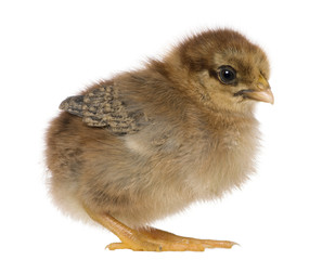Chick, 1 week old, standing in front of white background