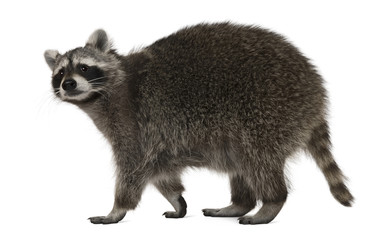 Raccoon, 2 years old, walking in front of white background