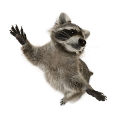 Raccoon standing on hind legs in front of white background