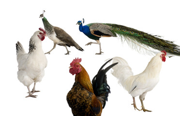 Peacocks, hens and rooster in front of white background