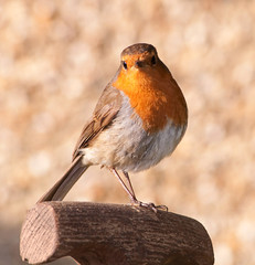 Robin on spade handle 2