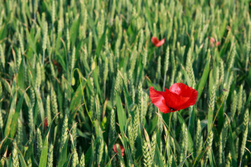 papaveri in campo di frumento