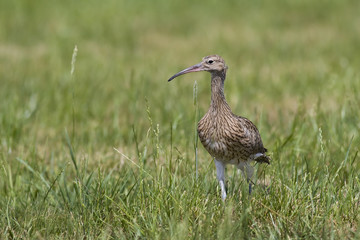 Großer Brachvogel, ca. 6 Wochen alt (Numenius arquata)