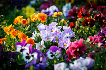 Multicolored violet flowers