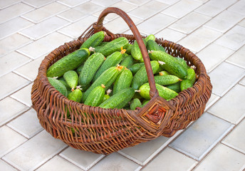 Basket is filled by cucumbers