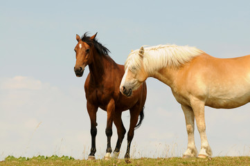 Fototapeta na wymiar Haflinger und Hannoveraner