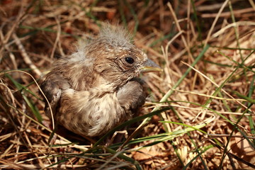 Oisillon dans l'herbe