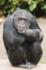 Chimpanzee