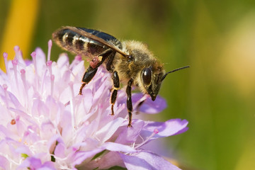 Bee on a violet flower