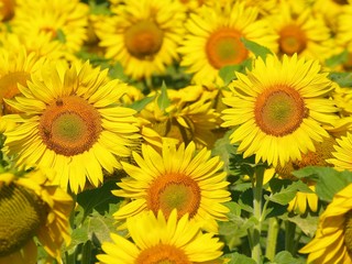 Tournesols