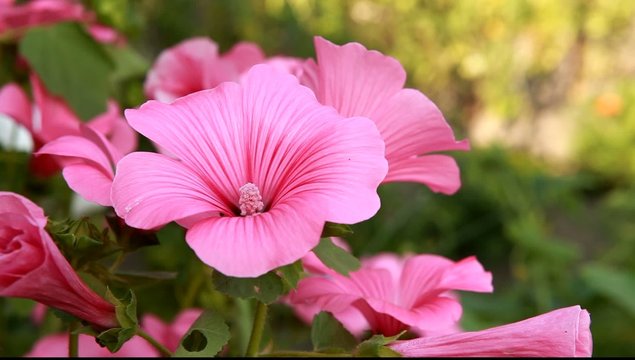 pink flowers