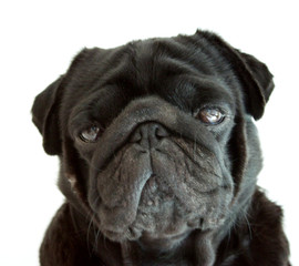 Funny black pug isolated on white background