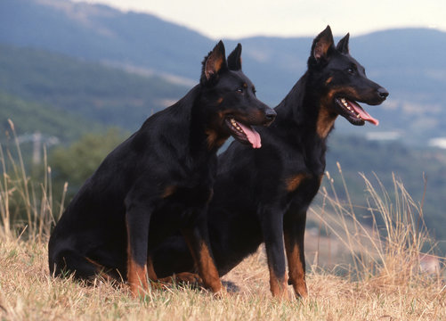 deux bergers de Beauce assis de profil