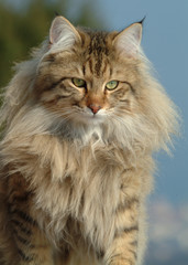 Naklejka premium ANGORA TURCO.