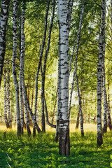forest birch - 24389662