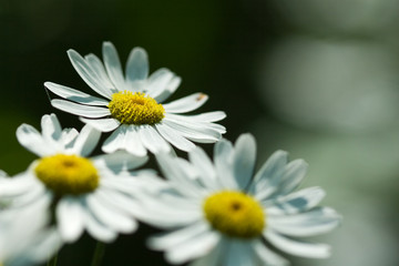 Fototapeta premium Daisy flowers