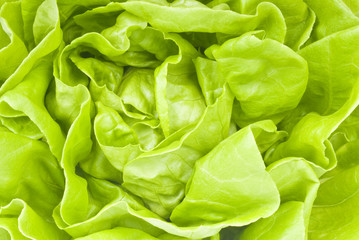 Hydroponic Lettuce Closeup