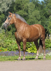 Fototapeta premium Horse in park