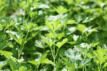 Fresh parsley