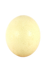 Big ostrich egg