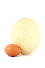 Chicken and ostrich eggs