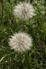 Pusteblume