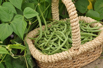 Haricot mangetout 'Contender'