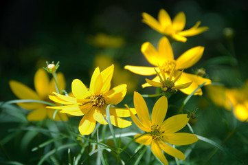 Yellow Flowers in Summertime