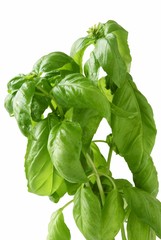 basil herb