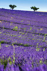 lavanda