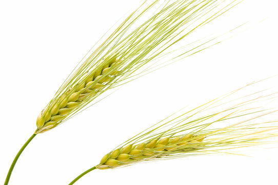 espigas de cebada en fondo blanco