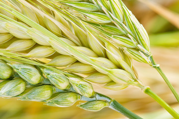 cebada, trigo y avena