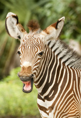 Grevy Zebra Behavior