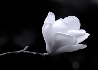 Foto op Plexiglas B&amp W afbeelding van een magnoliabloem. © Gregory Johnston