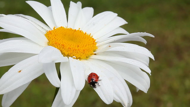 Ladybird on chamomile flower