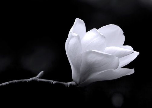 Fototapeta B&W image of a magnolia flower.