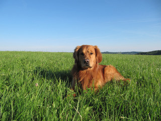 Golden Retriever im Gras