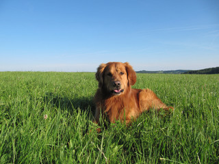 Golden Retriever im Gras