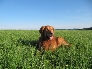 Golden Retriever im Gras