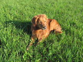 Golden Retriever im Gras