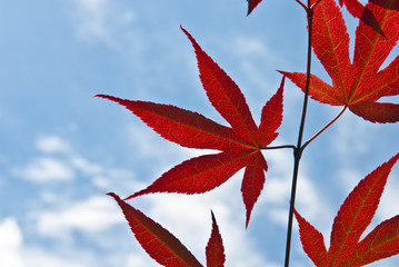 Leaves and blue sky