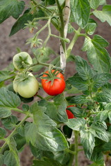 Red and green planted tomatoes