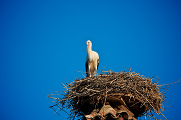 Cicogna (Oasi di Racconigi), Cuneo, Italia