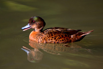 Anatra (Oasi di Racconigi), Cuneo, Italia