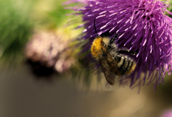 bee on thistle